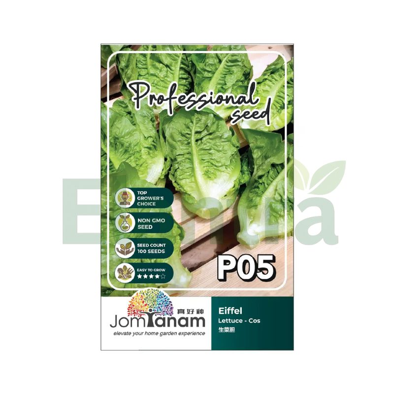 P05 LETTUCE - COS